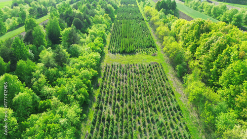 Tableau sur toile Reforestation saplings planted in neat rows
