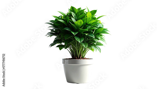 Potted green plant with lush leaves, isolated