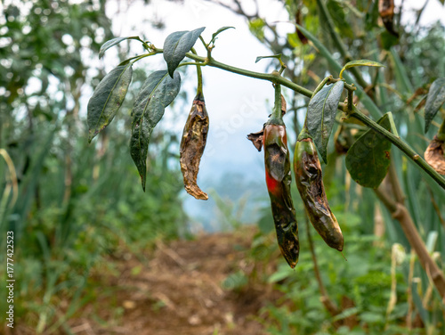 Foto Dried chilies hanging on plants at tropical mountain farm