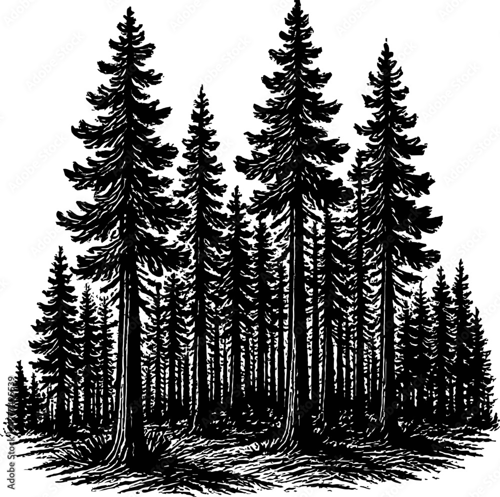 Obraz premium A detailed black and white illustration of a dense forest filled with tall evergreen pine trees. The trees are silhouetted against a stark white background, creating a graphic and naturalistic scene.