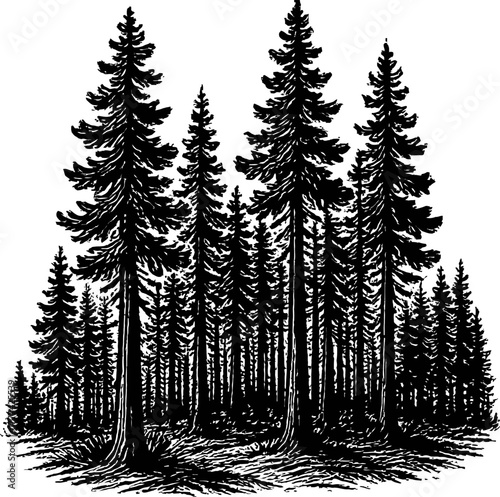 A detailed black and white illustration of a dense forest filled with tall evergreen pine trees. The trees are silhouetted against a stark white background, creating a graphic and naturalistic scene.