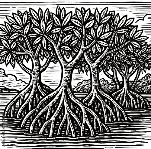 A black and white engraving illustration depicts a cluster of mangrove trees with prominent, exposed root systems. The intricate details showcase the unique structure of these coastal plants.