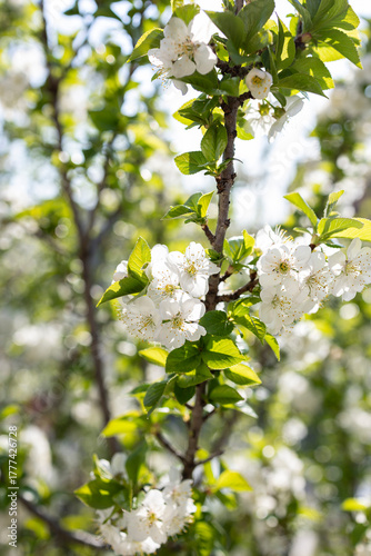 Cherry blossoms.
Blooming of cherry blossoms in spring season
