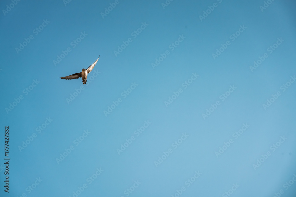 Obraz premium swallow bird flying in the sky with their wings spread