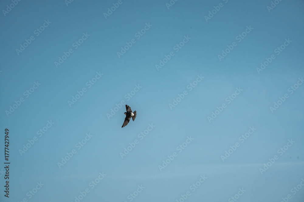 Fototapeta premium cute little swallow bird flying in the sky