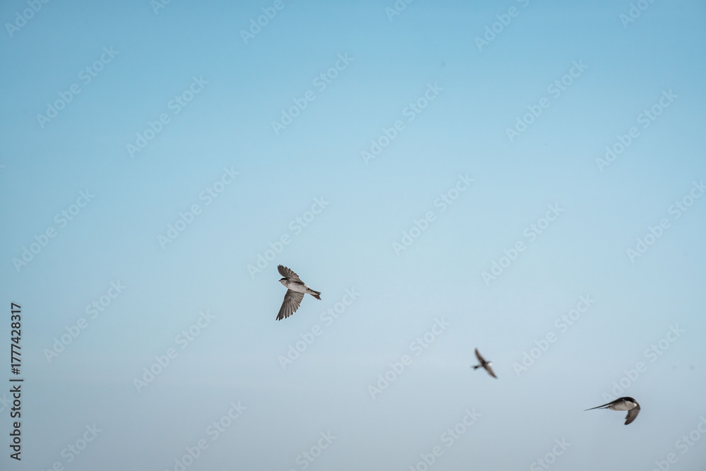 Fototapeta premium beautiful swallow little bird in flight 