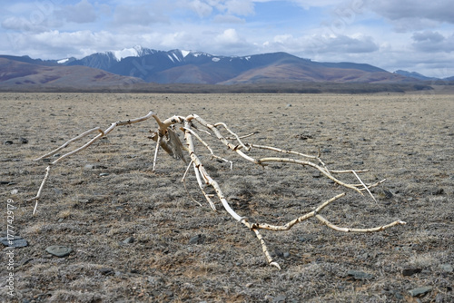 A dried-up branch in a lifeless steppe