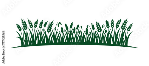 Silhouette of cereal crops in a field. Green vector illustration of a cereal crops farm. Growing crops.