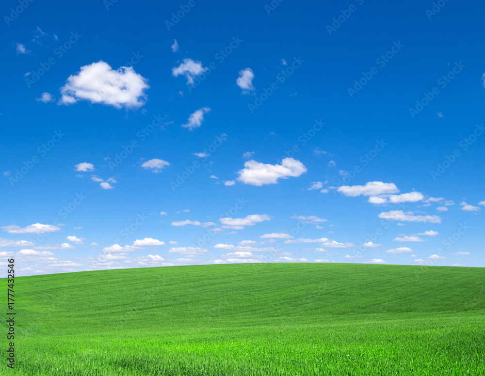 Fototapeta premium field of grass and perfect sky