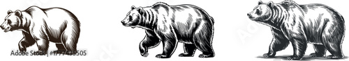 Walking Grizzly Bear Vector Illustration Set - Detailed Vintage Engraving and Sketch Style Variations