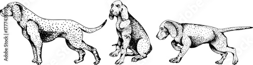 Vector elements of traditional English horse hunting. Hunting dogs