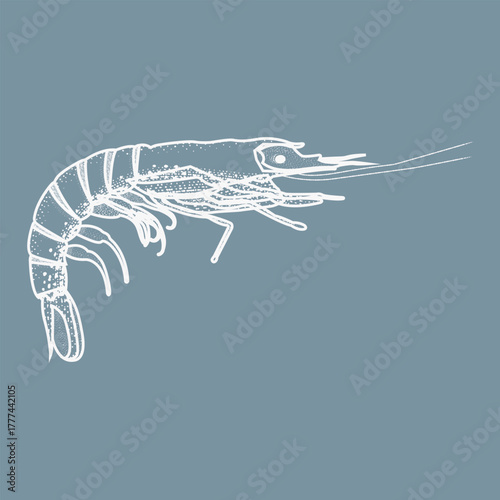 Stylized white shrimp illustration on muted blue background. Clean line art with dotted texture, ideal for seafood branding, marine-themed design, or biological visuals