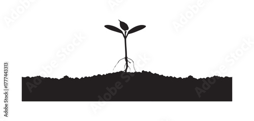 A small plant emerging from the earth, isolated on a white backdrop.
