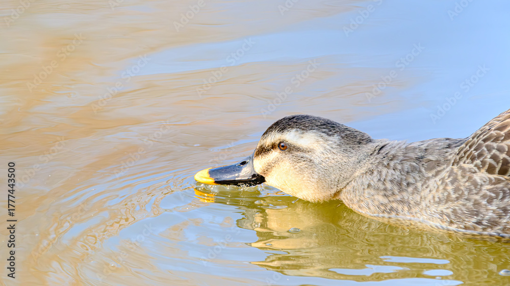 Fototapeta premium くちばしを水面につけるカモ 