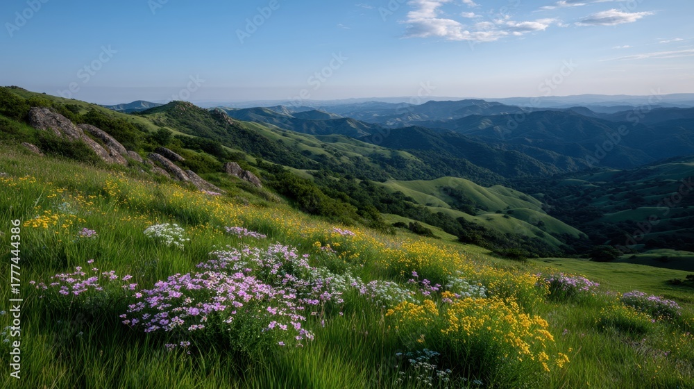 Naklejka premium Soft Morning Haze Over Meadow Hills Blanketing Scenic Landscape with Vibrant Wildflowers