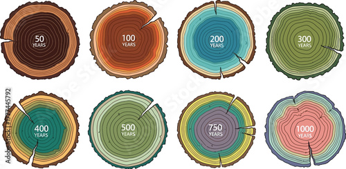 Tree ring set showing growth over time, 50 to 1000 years on a white background