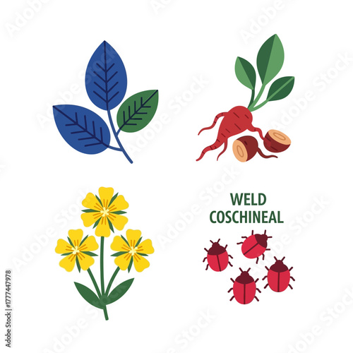 Illustrated set of natural dye sources plants and insects.