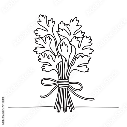 Bundle of fresh mint parsley and cilantro tied firmly together