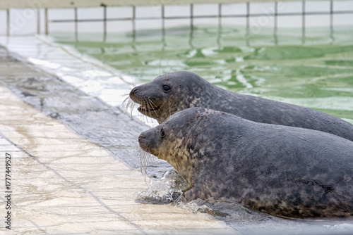 Two young cute seals