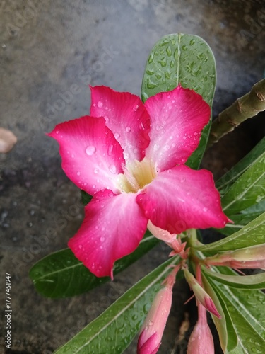 Close-Up of a Pink Adenium Flower