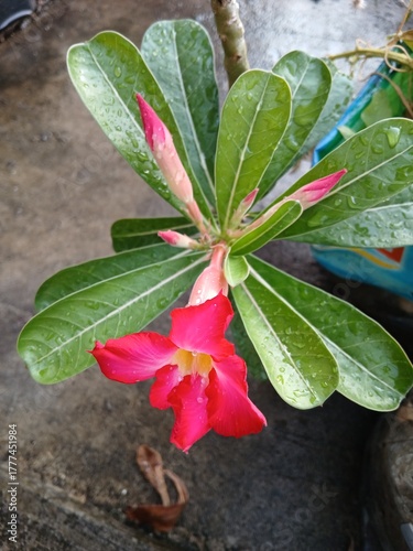 Close-Up of a Pink Adenium Flower