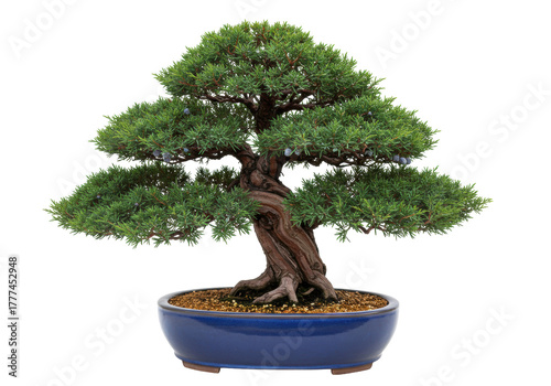 Isolated bonsai tree in ceramic pot, decorative miniature evergreen tree, garden art