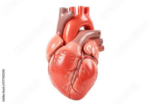 Isolated human heart organ model used for cardiovascular medical education anatomy study