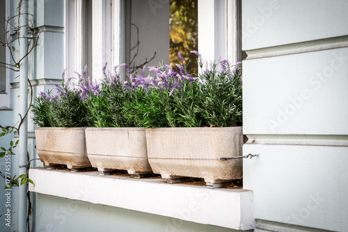Tableau sur toile Window with Potted Lavender Plants on Building Exterior