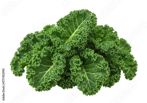 Canvas Print Isolated pile of fresh dark green kale leaves, nutritious vegetable with curly e