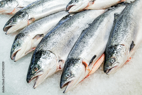 whole salmon, fresh and raw, on ice