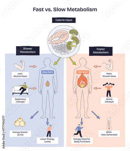 Fast vs slow metabolism comparison shows calorie input, body silhouettes, and flames to contrast energy burn, muscle mass, and activity levels for weight control. Doodle style diagram