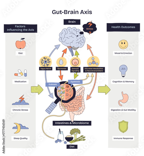 Gut-brain axis visual explains two-way signaling between brain and intestines via the vagus nerve, affecting mood, memory, digestion, and immunity. Doodle style diagram