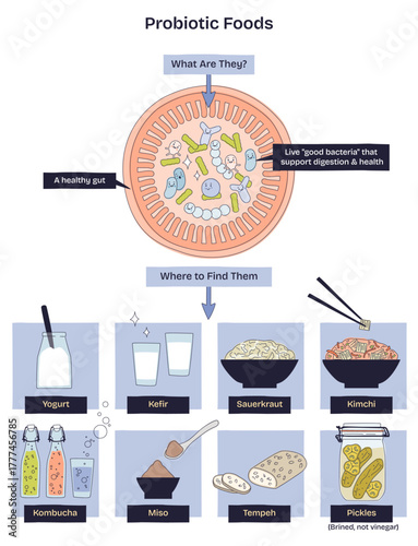 Probiotic foods brief diagram clarifies a healthy gut with good bacteria and shows sources like yogurt and kimchi for digestion support. Doodle style diagram