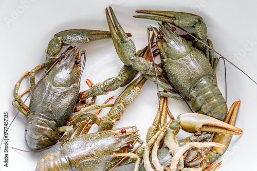 live fresh crayfish, close-up