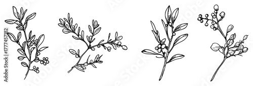 Mistletoe Branch Hand Drawn Sketch Set Vector Christmas Kissing Bough Plant Illustration