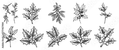 Holly And Mistletoe Branches With Berries Hand Drawn Christmas Foliage Vector Set