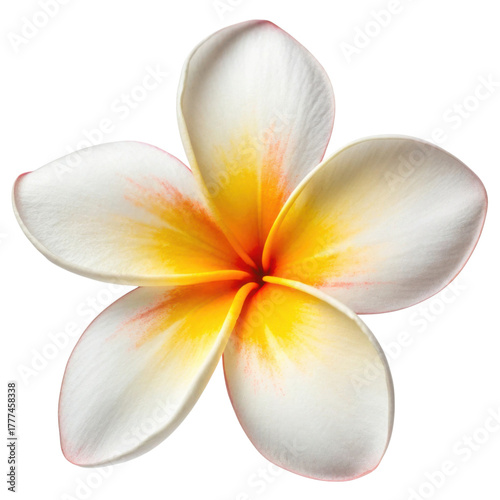A delicate flower with white petals and a vibrant yellow center, showcasing soft gradients of color.