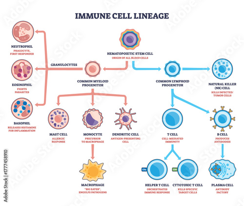 Immune cell lineage brief diagram maps stem-to-progenitor branching, showing hematopoietic stem cell splitting into myeloid and lymphoid paths, key T cell, B cell, macrophage. Outline diagram