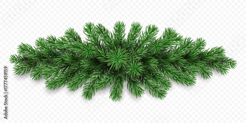 Vector realistic pine tree branches isolated on a transparent background. Holiday Christmas tree garland for winter decoration banner, poster, greeting card.