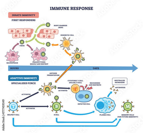 Immune response brief flow shows innate to adaptive stages with T cells, B cells, and antibodies defeating pathogens, cells interact over time from exposure to memory. Outline diagram
