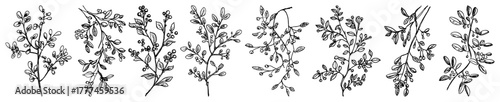 Hand Drawn Botanical Winter Branch and Berry Sketch Set Vector Christmas Greenery