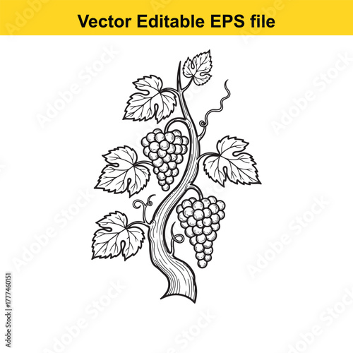 A detailed black and white illustration of a grape vine with clusters of grapes and leaves