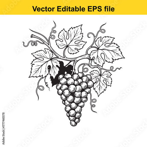 A detailed black and white illustration of a grape vine with clusters of grapes and leaves