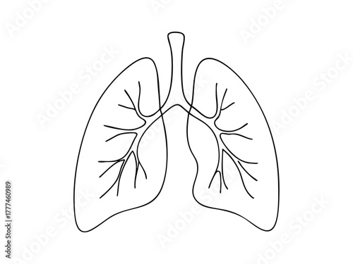 Simple human lungs line drawing, perfect for educational materials, biology lessons, anatomy posters, and respiratory system diagrams in schools or medical settings.