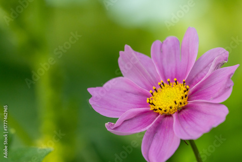 コスモスの写真