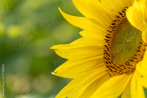 ヒマワリの写真