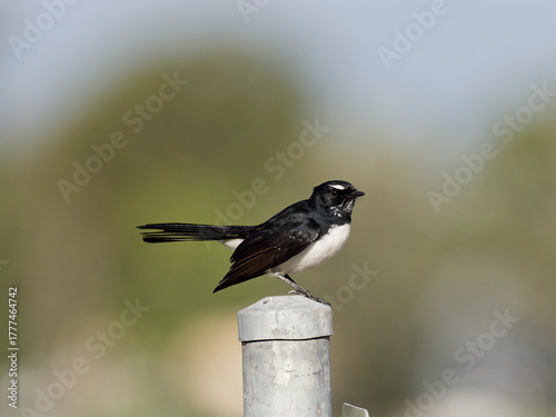 Willie Wagtail (Rhipidura leucophrys) perched on a round steel post with bokeh background.