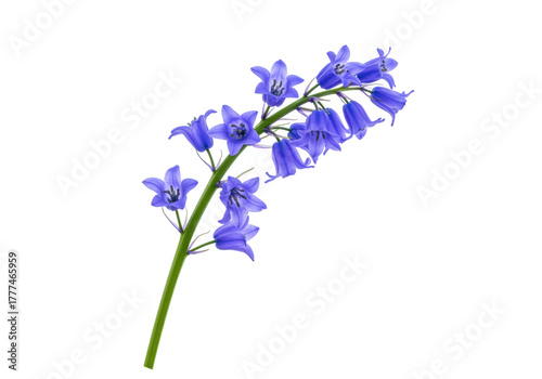 Canvastavla Isolated common bluebell flower blossoms isolated to enhance design work and mor