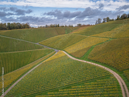 Vignes en automne