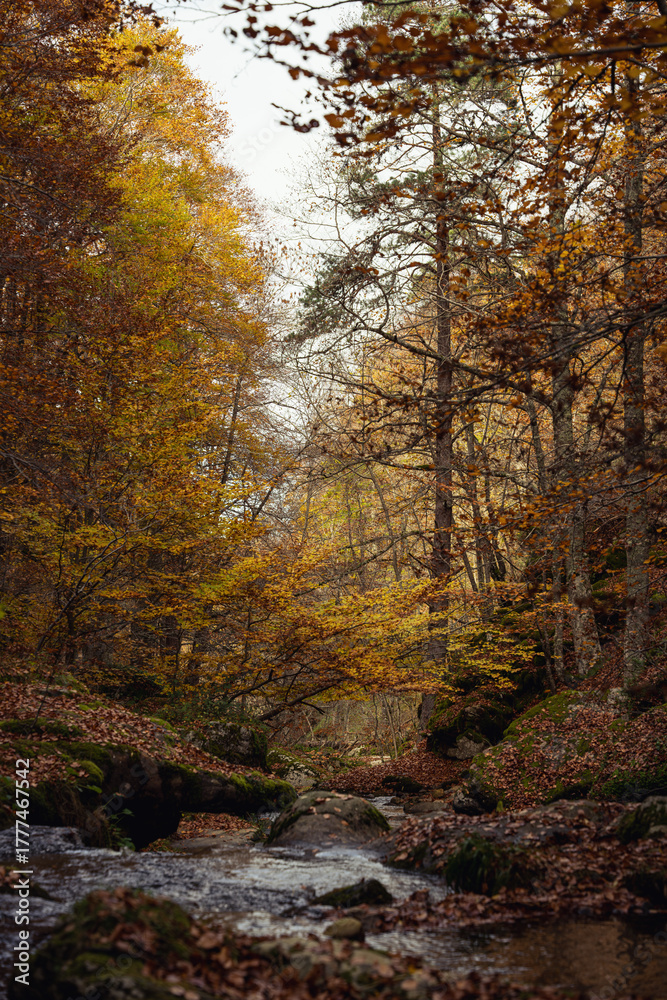 Fototapeta premium Autumn season in Route of the Waterfalls of Puente Ra, Sierra Cebollera Natural Park, Cameros, La Rioja, Spain